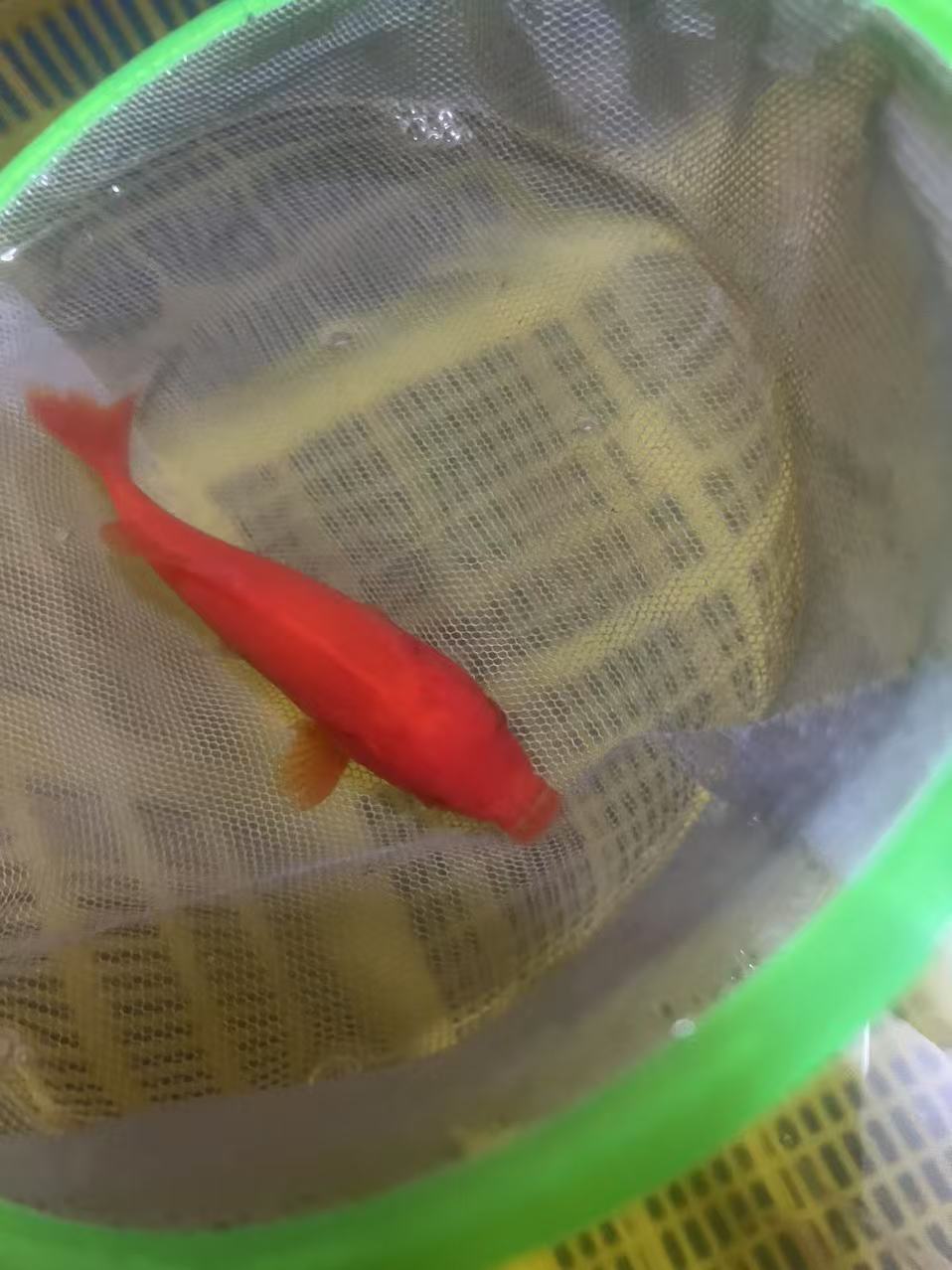包邮包活一发财锦鲤