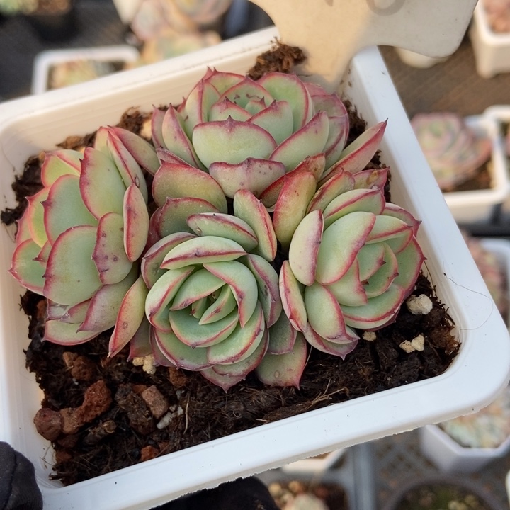 898牡丹亭多肉植物保护