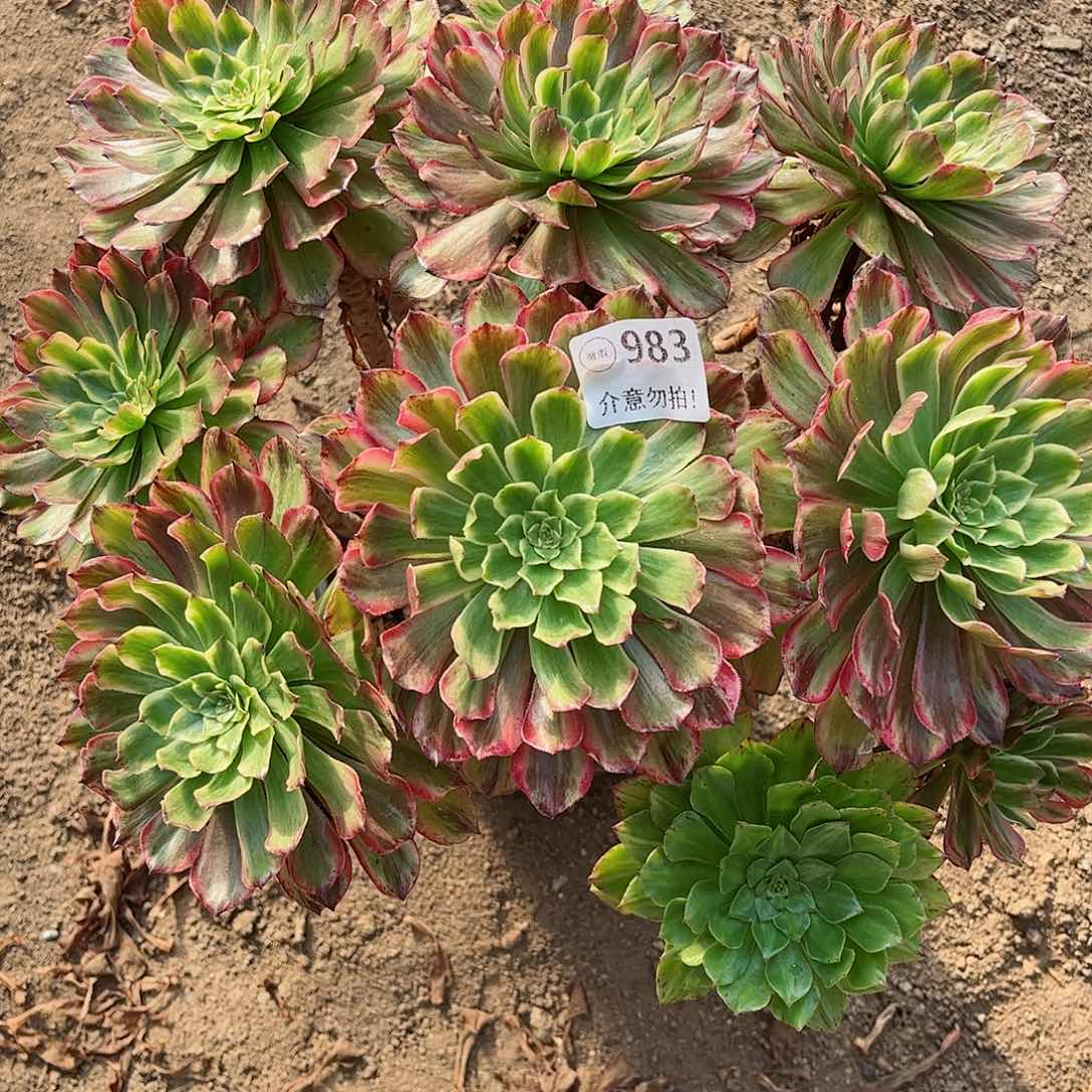 无花朵多肉植物983
