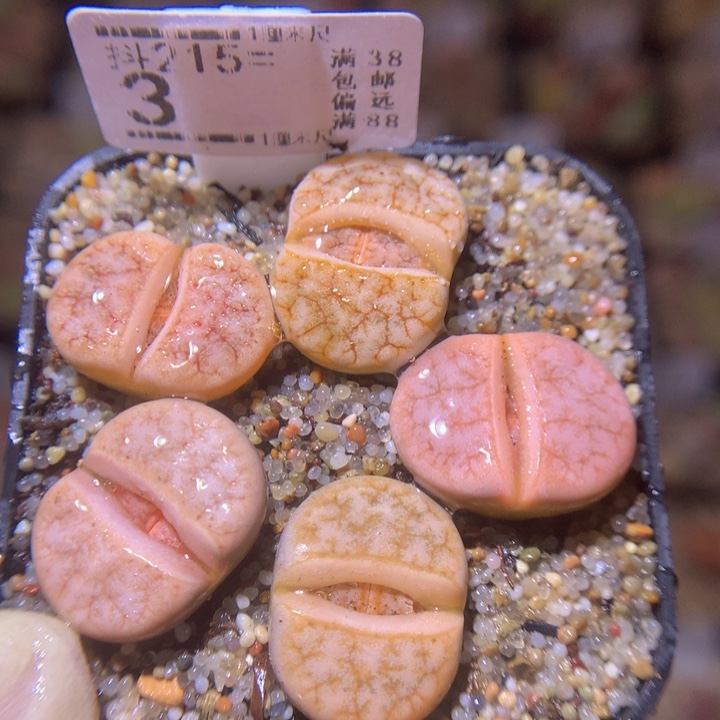 精品生石花215.3