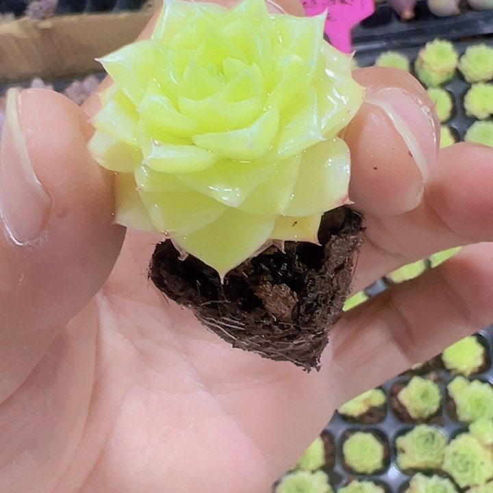 奶油麦秆精品多肉植物大战