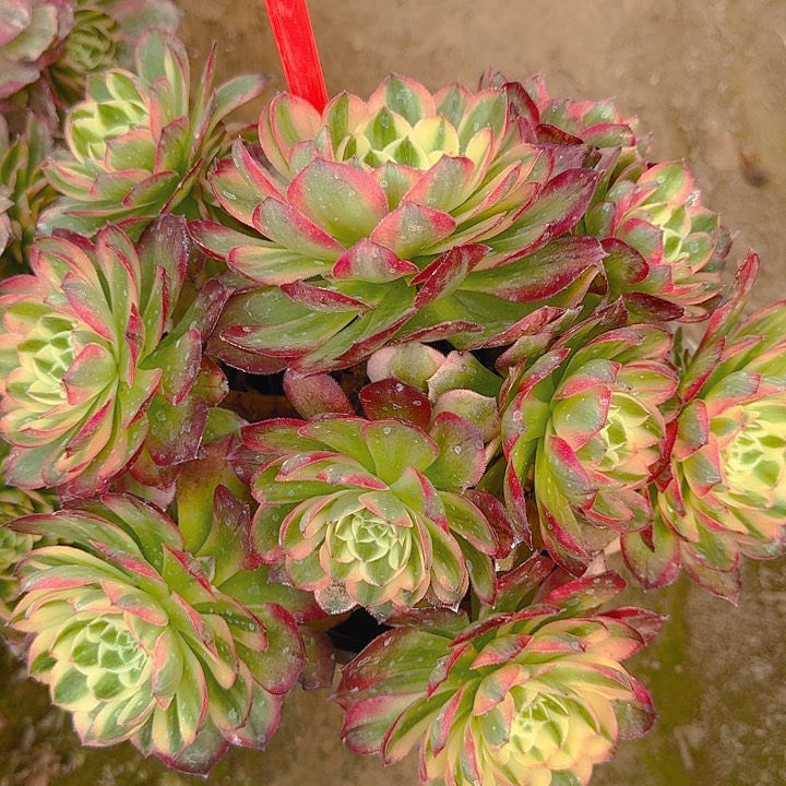 2-34海王多肉法师