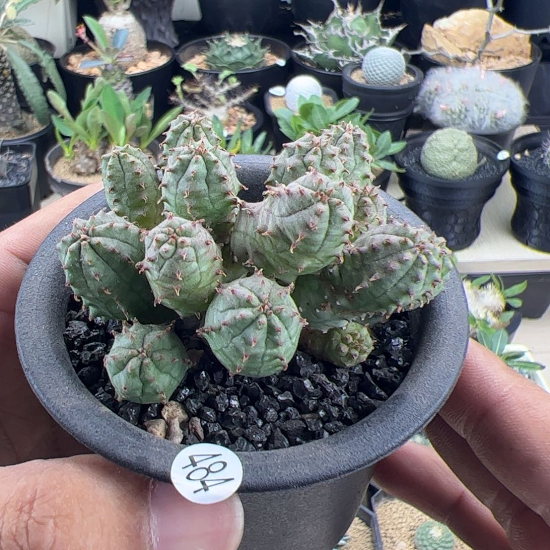 子吹布纹球一物一拍默认脱土发