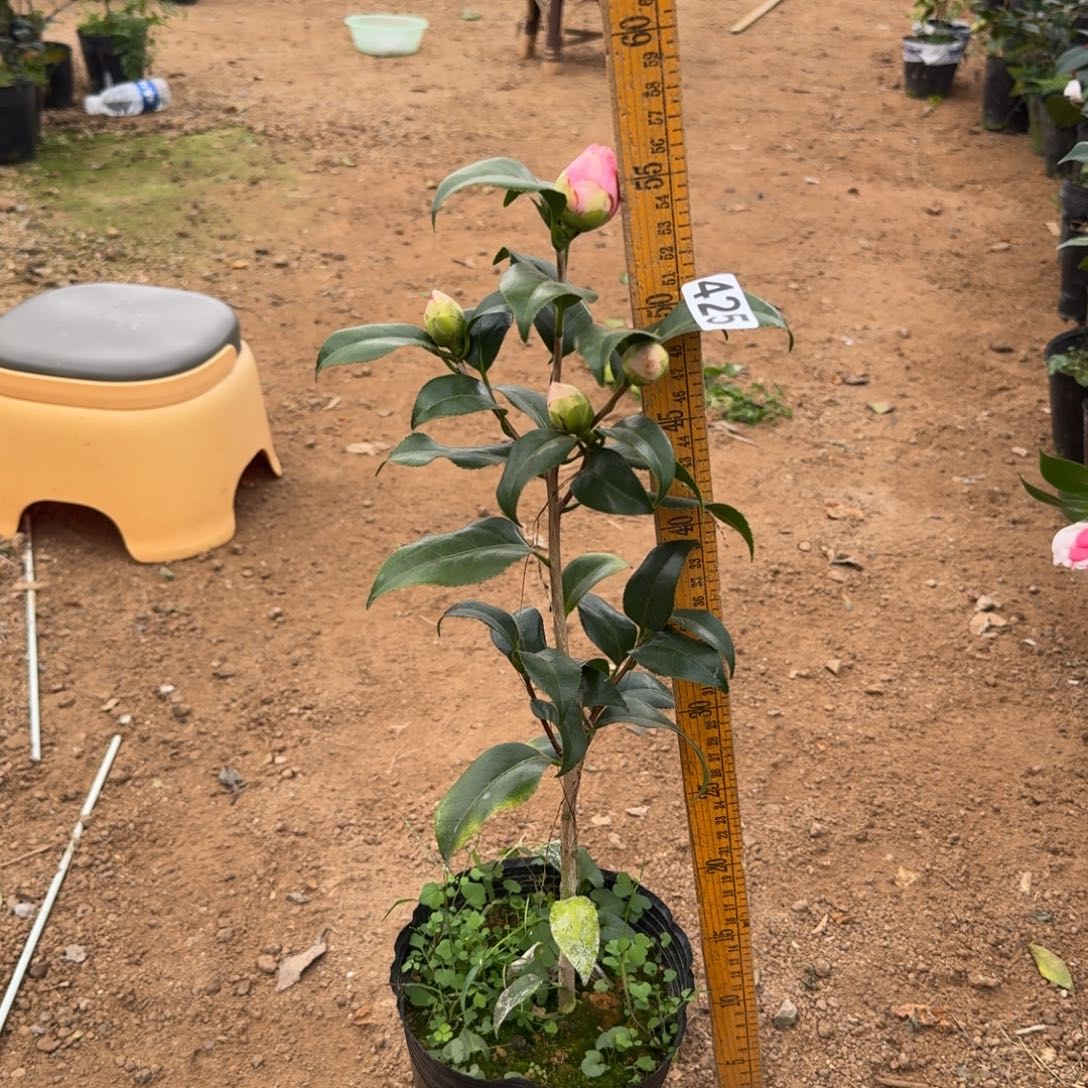 少量花朵（建议范围：2朵-5朵 或40%以下）425津川娇