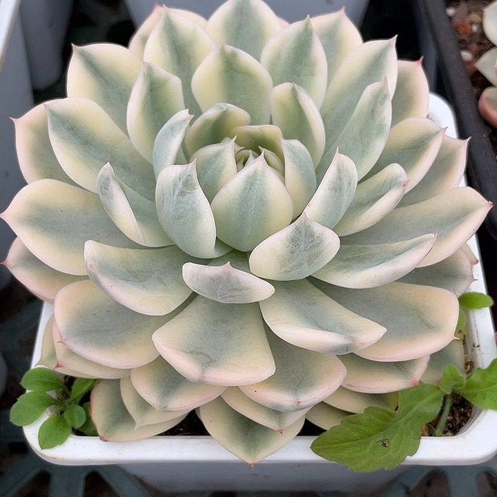 月亮仙子锦一物一拍
