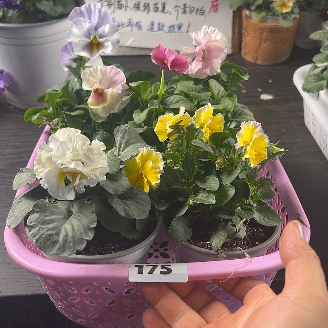 大部分花苞少量开放175号