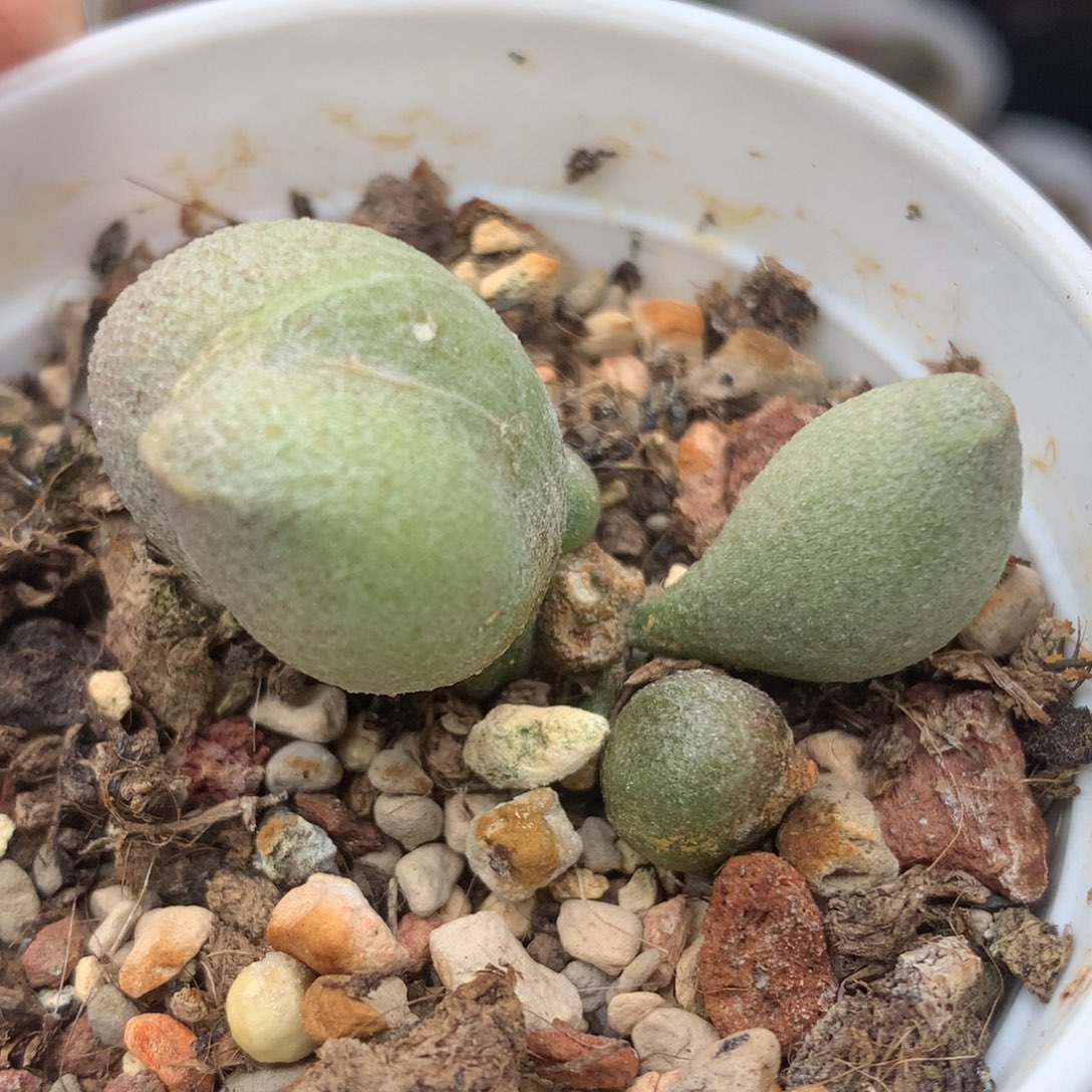 哈密瓜一物一一拍就是