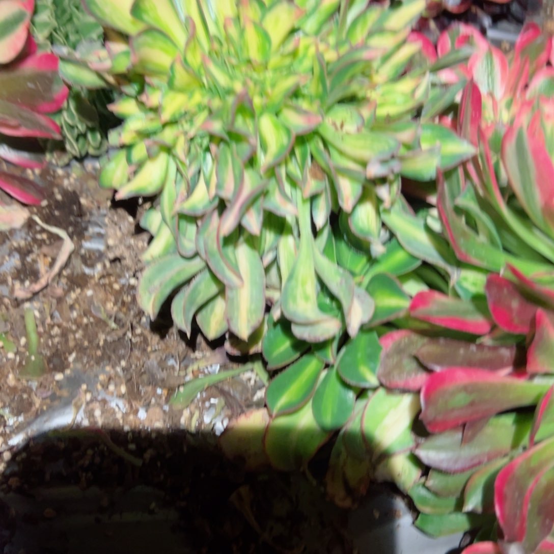 453 号多肉植物新年福利