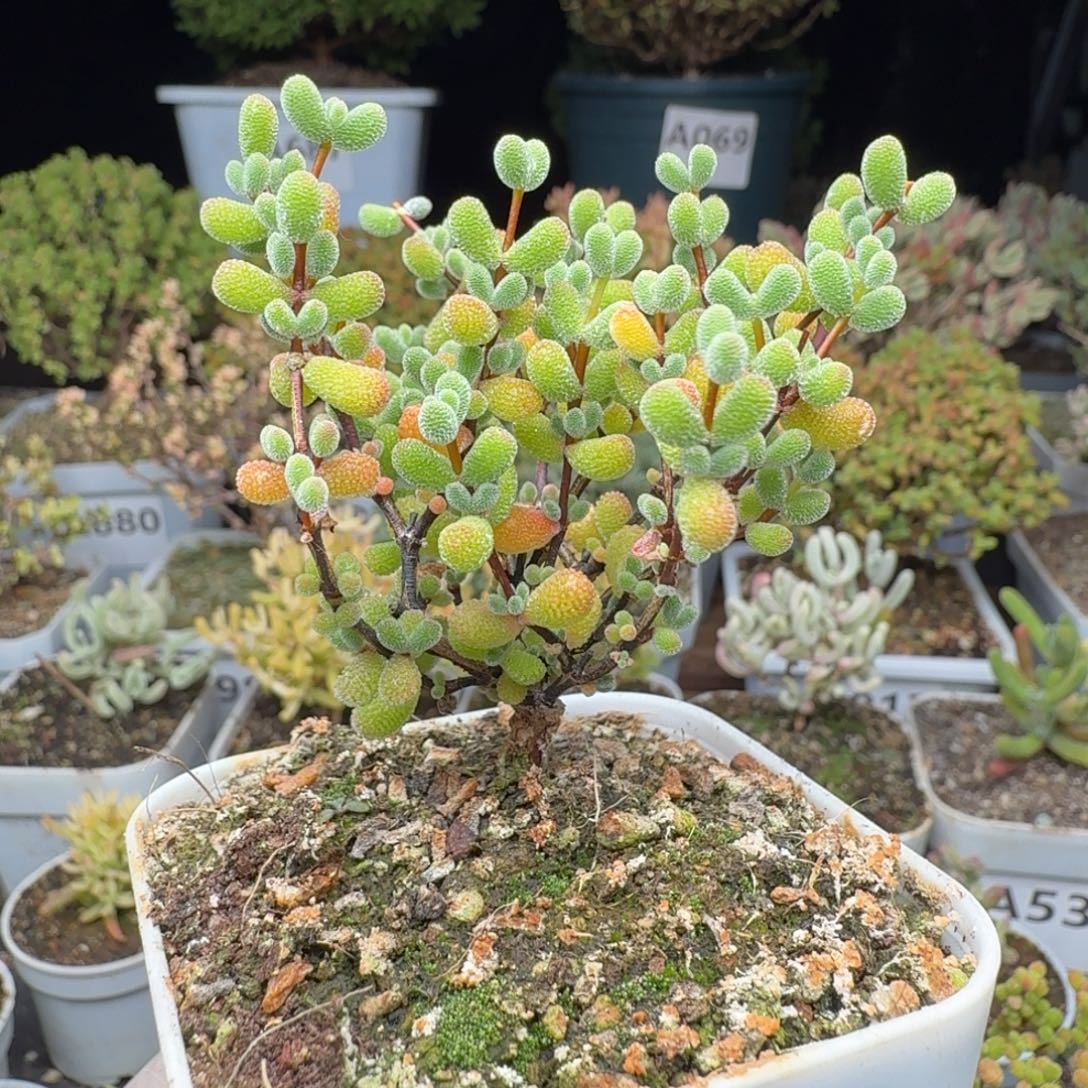 A078翡翠枝干一物一拍