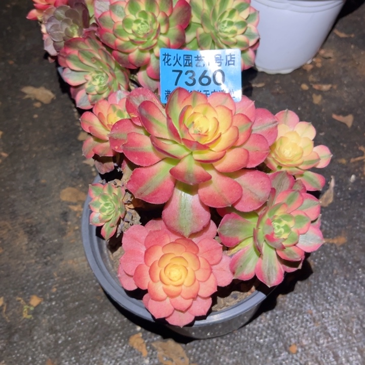 海王7360多肉植物