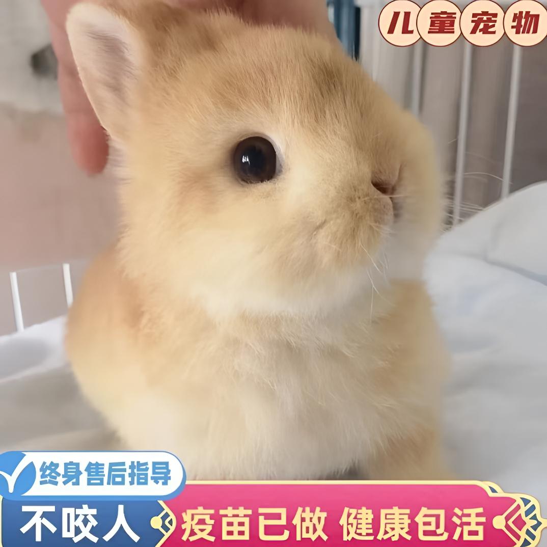 高品垂耳 侏儒兔 小体爱干净爱粘人