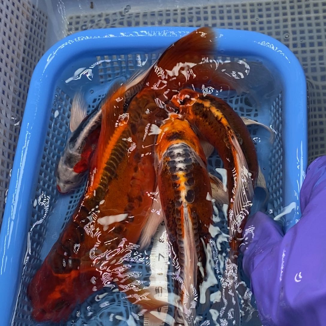 锦鲤冷水锦鲤包邮