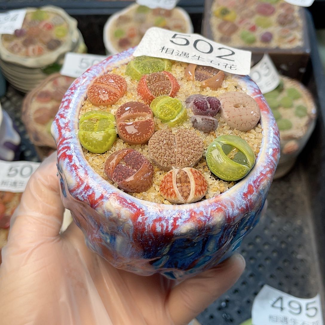 相遇生石花链接502