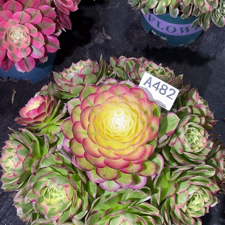 海仙多肉法师。482