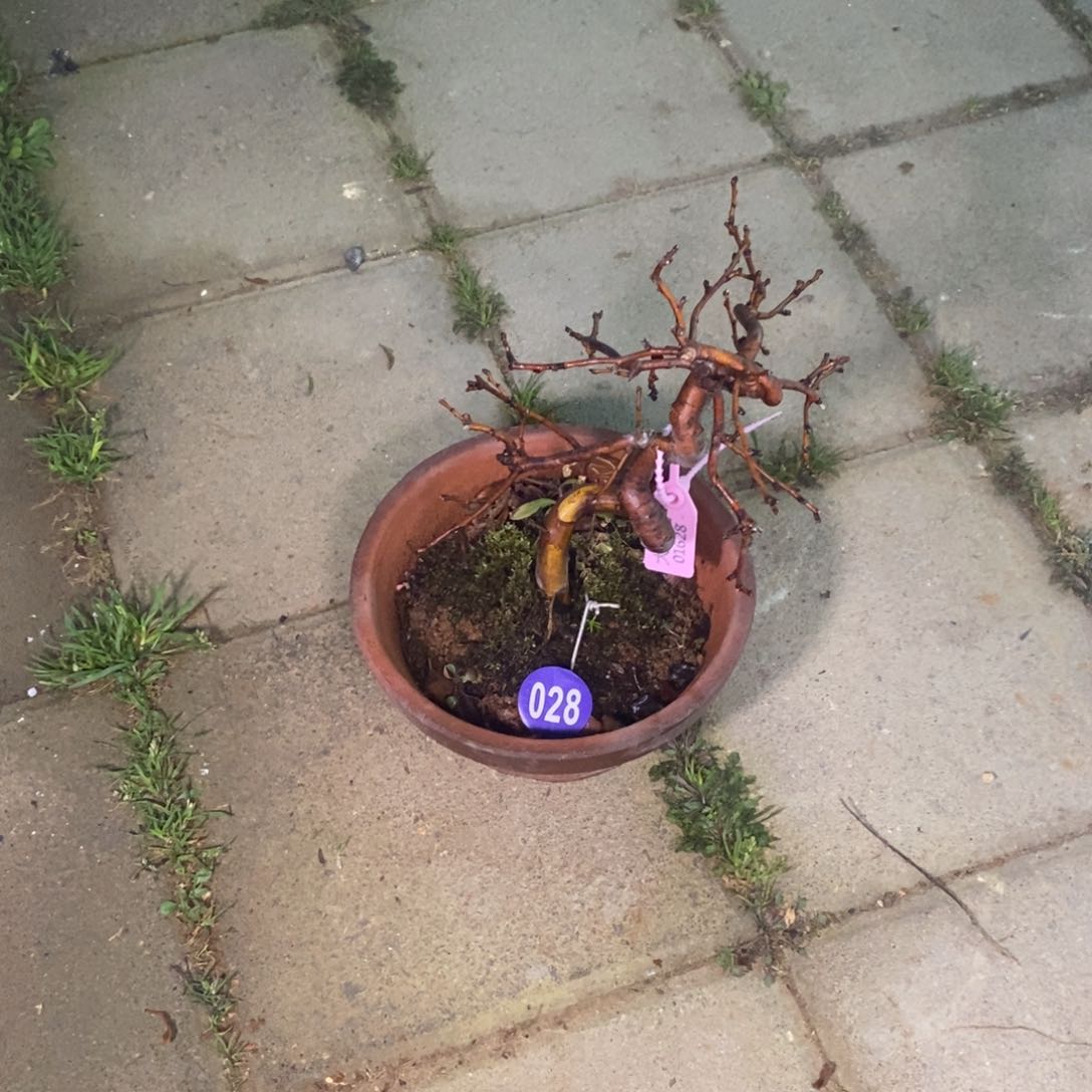 红陶阿*红红火火过大年028