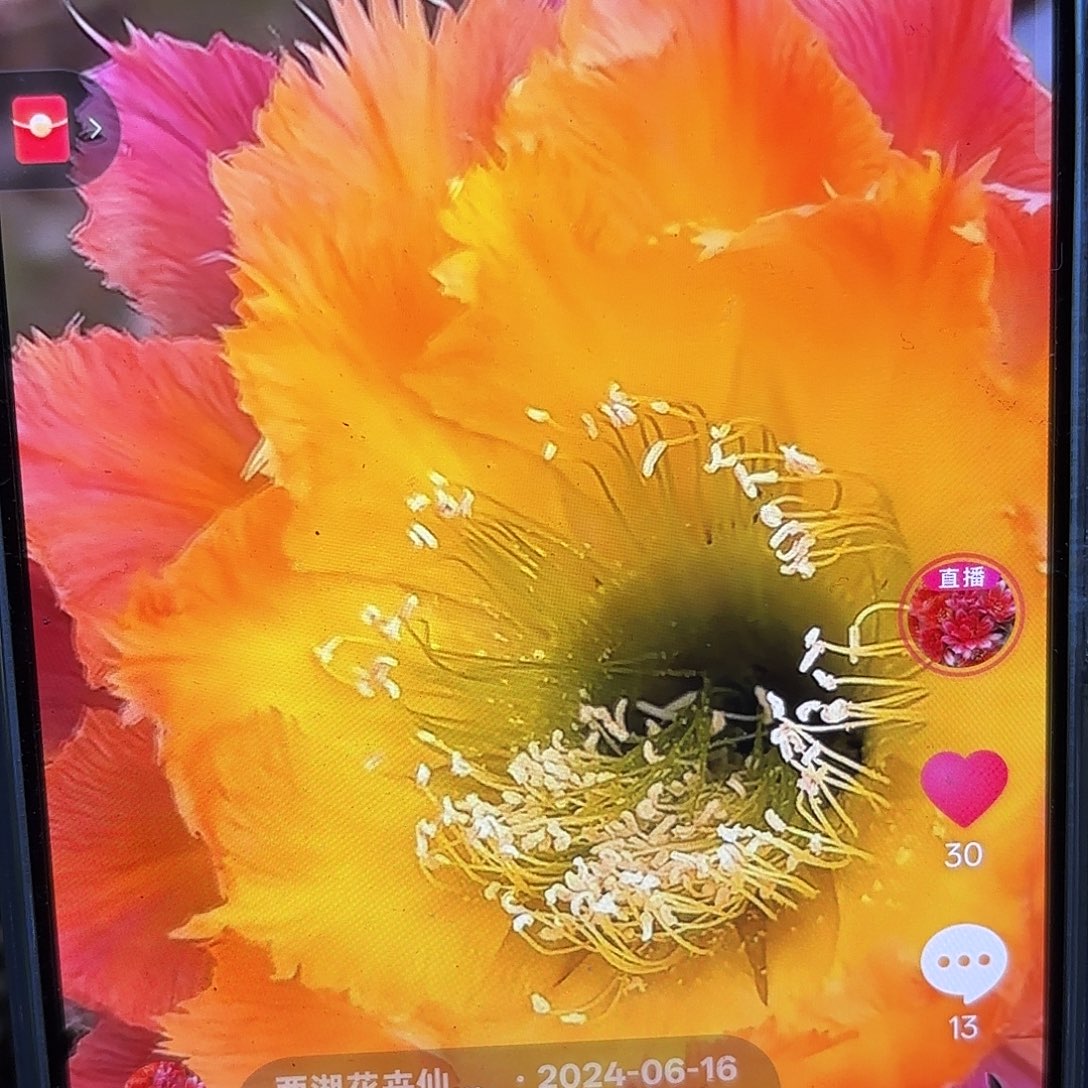 绣球彩4-5公分侧牙20包邮13