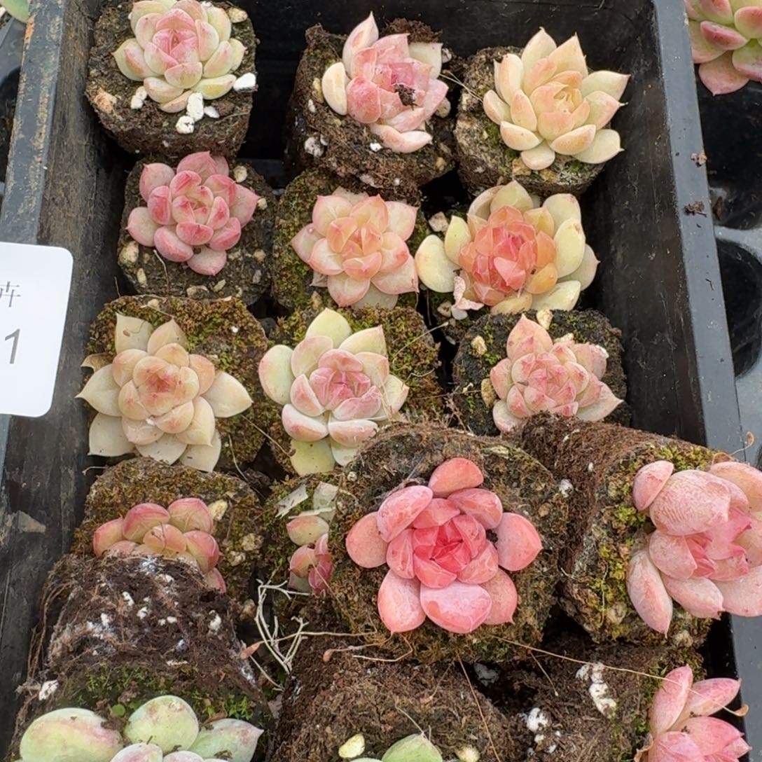 左五左六之间9-41小珍妮混色二十颗量拍