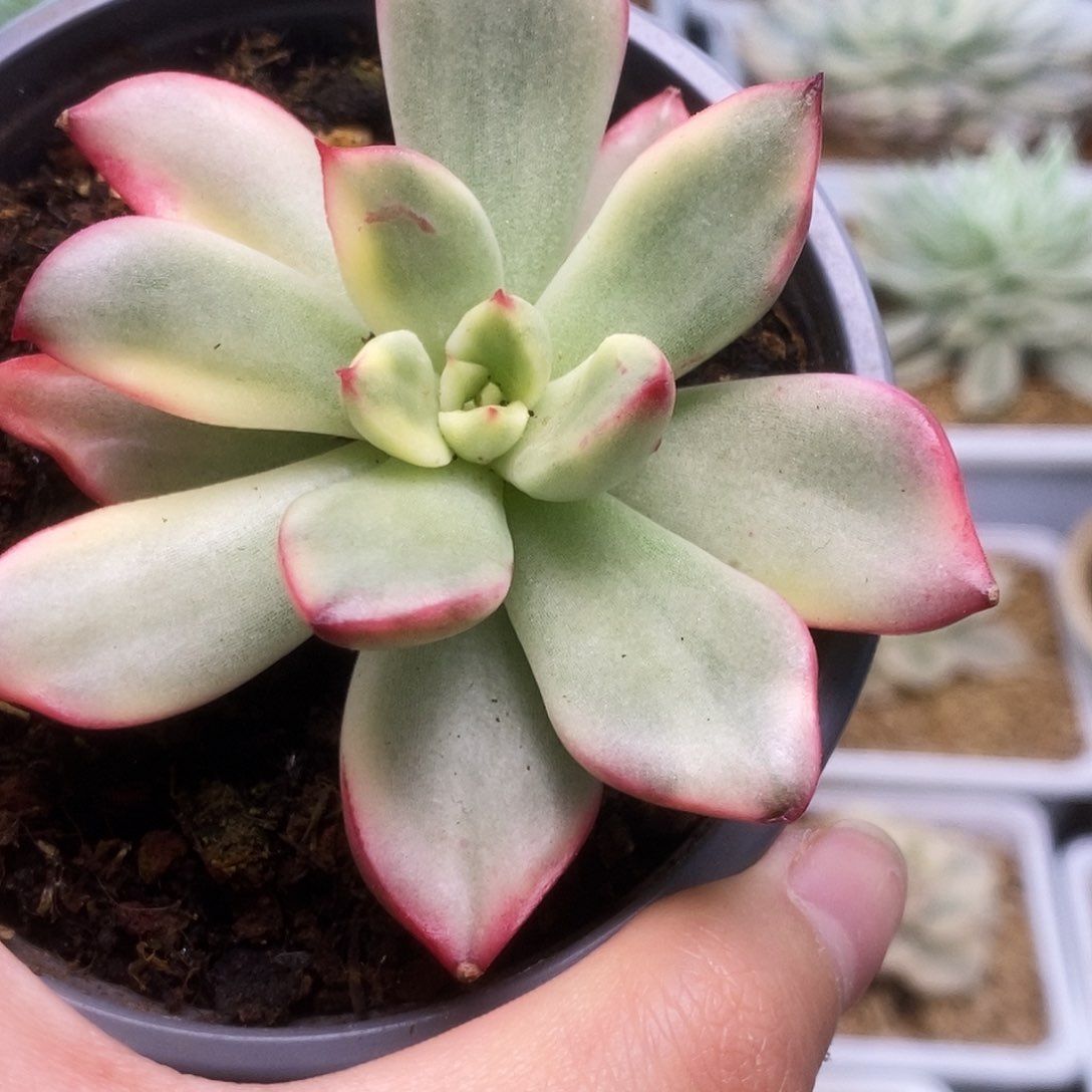 194金牛座锦锦锦锦锦锦
