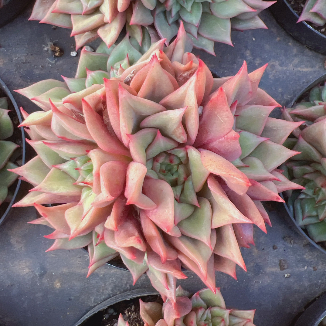 特斯拉群生70#多肉带盆土