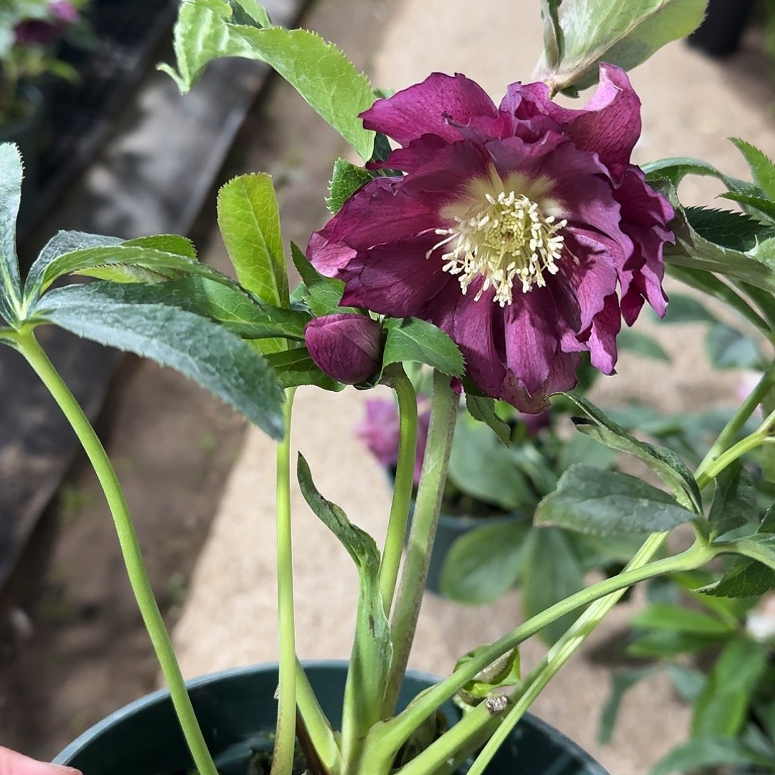 恋***香少量花朵（建议范围：2朵-5朵 或40%以下）5161