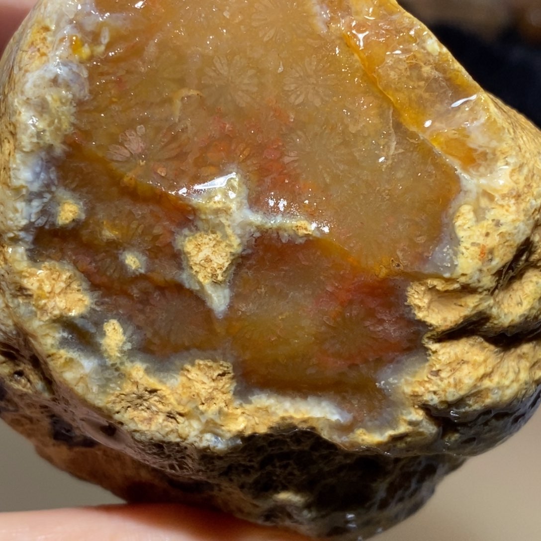 【闪购商品】硅化玉颈饰未镶嵌