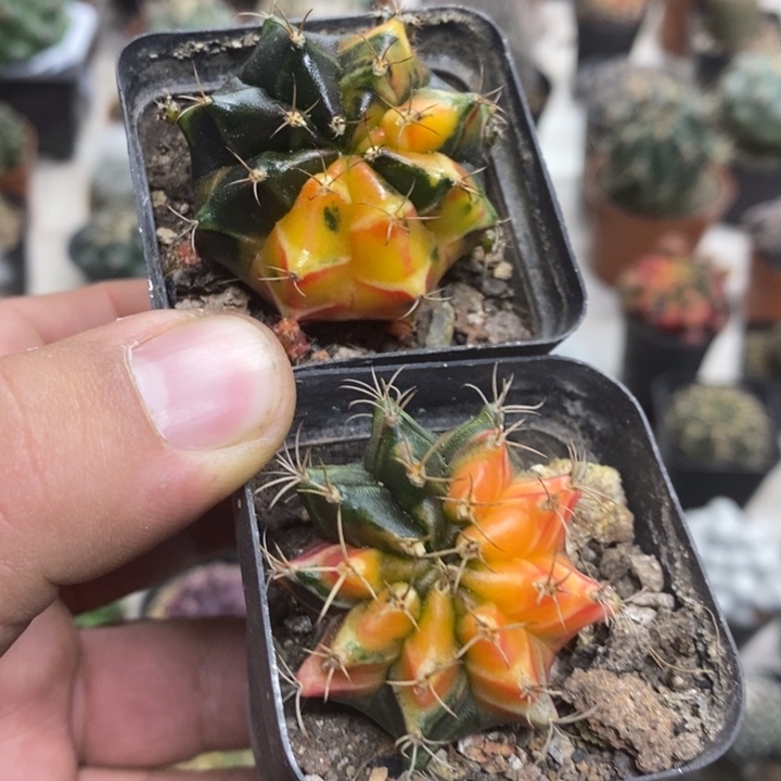 牡丹锦2颗特价福利