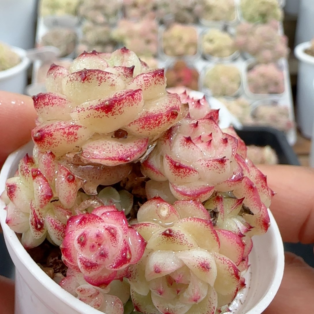 【闪购商品】0128-5麦杆