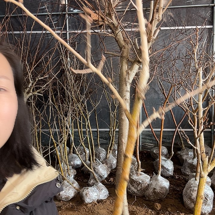 黄山楂树苗一物一拍