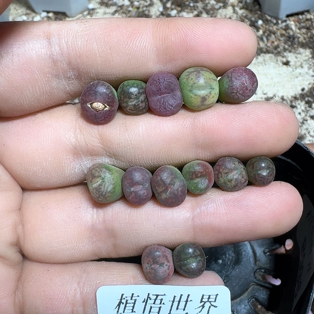 099号多肉植物哇c v