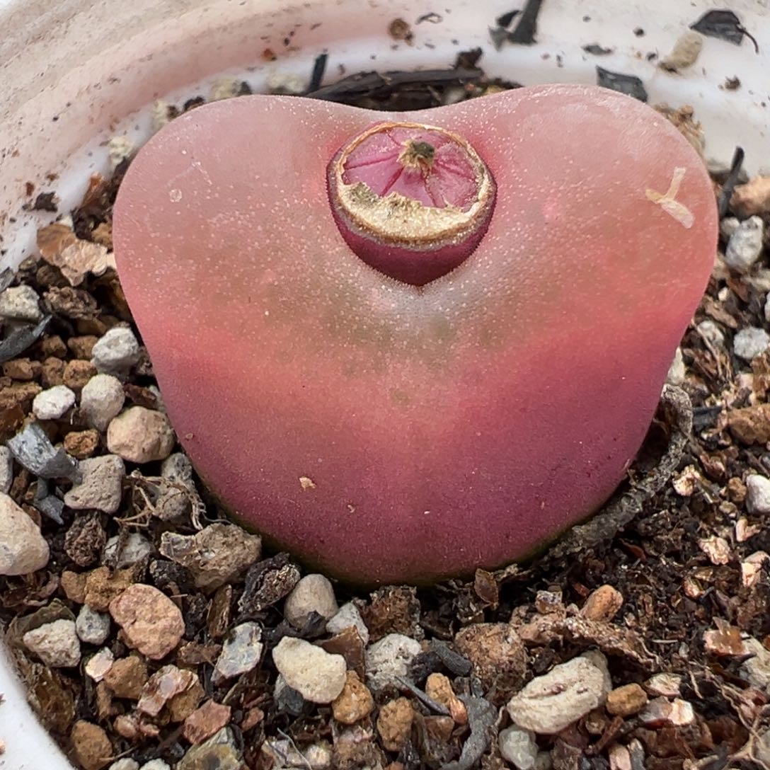 852多肉植物种类多样