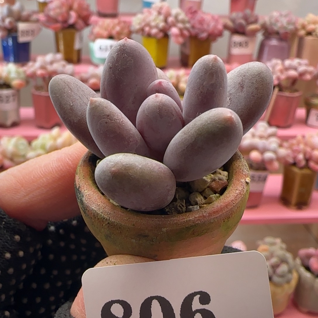 彩虹奶806 （38元包邮非偏远），带盆土发。