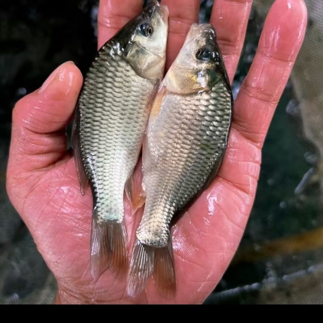 【四川眉山发货】鲤鱼稻田鱼塘满甲鲤淡水常温鱼可食用可观赏鱼
