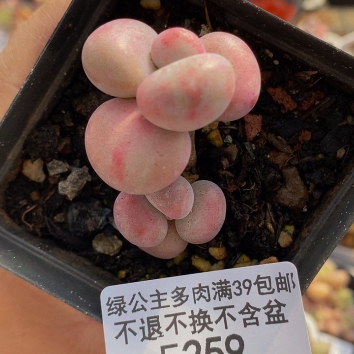 腰子桃蛋259多肉植物