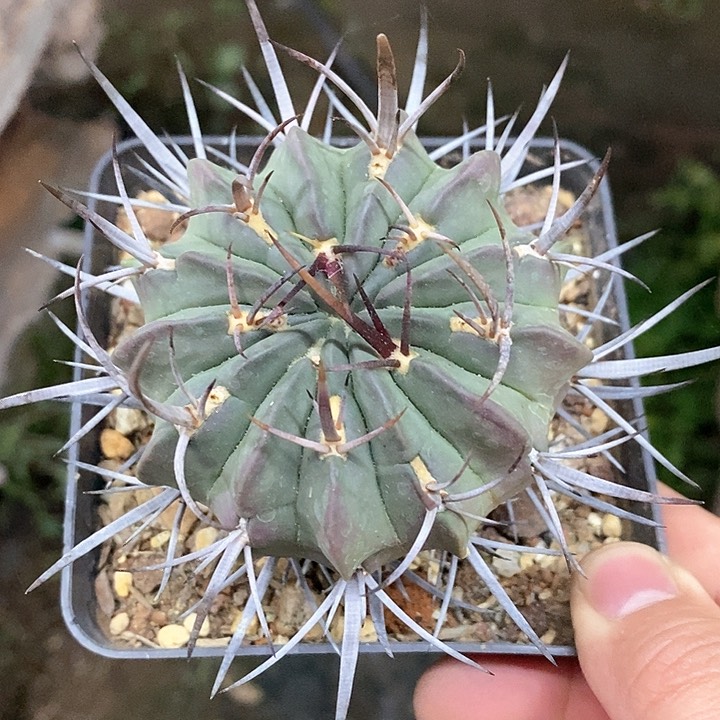 孤品苗接自根狂刺老龙剑丸7.2cm