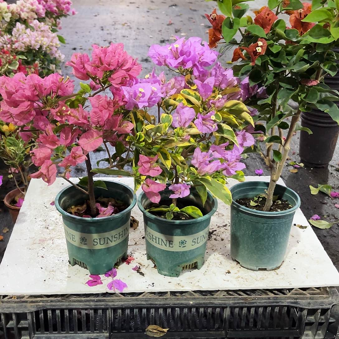 大部分花苞少量开放班叶米罗，粉可爱，巧克力