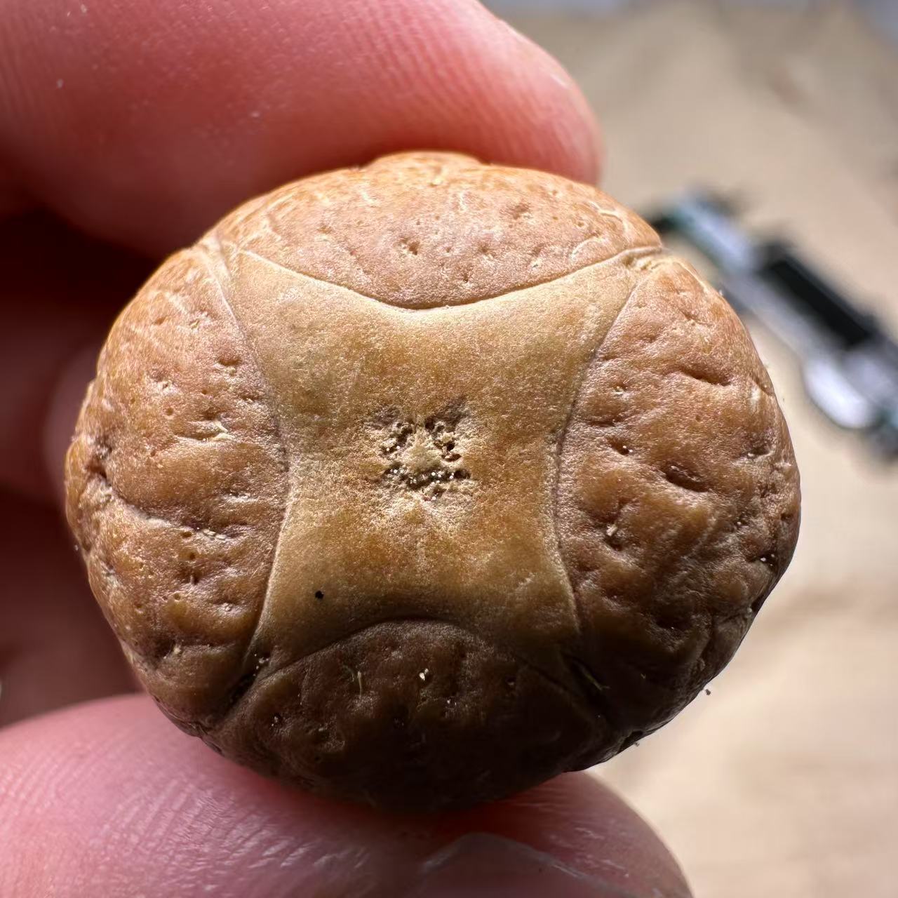 尼泊尔麒麟眼菩提，尺寸24，sss系列，货号S27
