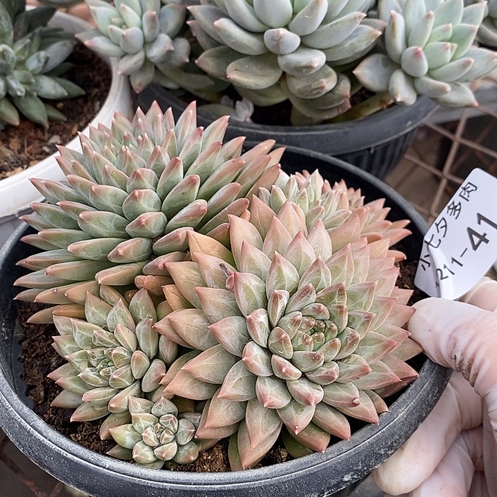 小七夕多肉幻影美人41特