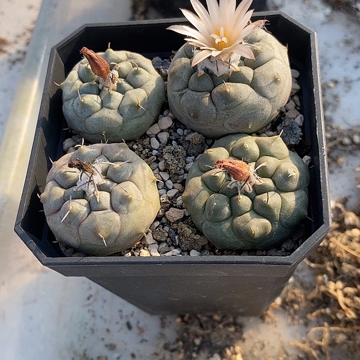 ****成紫肌冬云一盆四个送升云龙一个