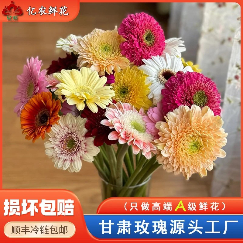 【源头优选】—拼单专属非洲菊5枝