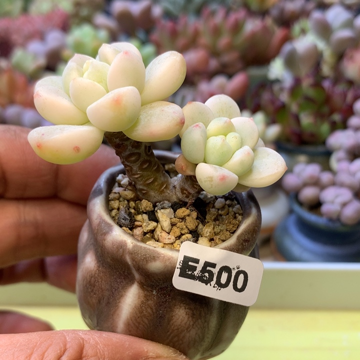 E500一物一拍带盆发