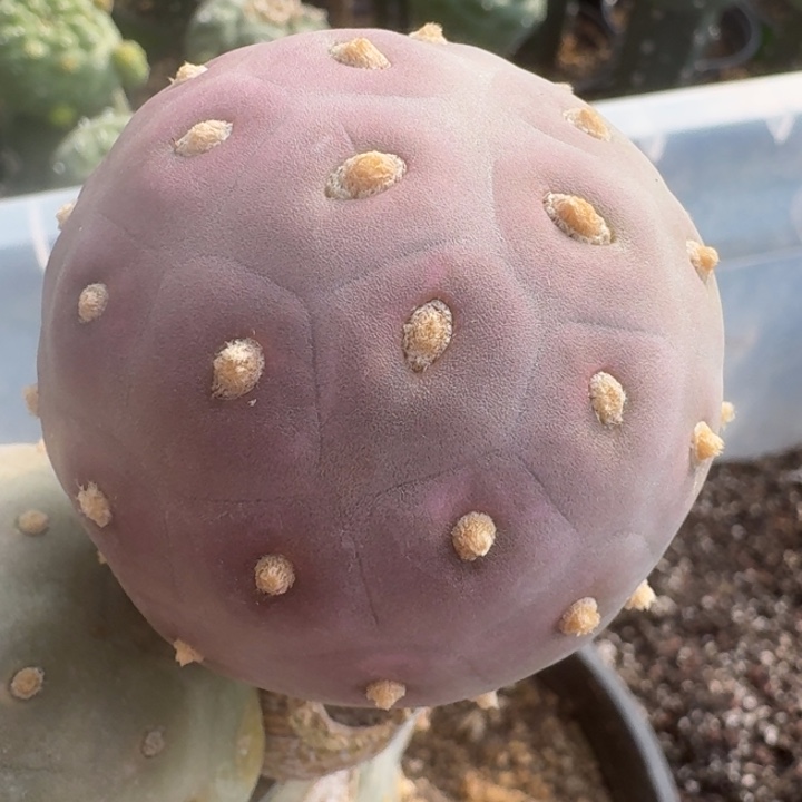 高绒无刺习志野仙人球