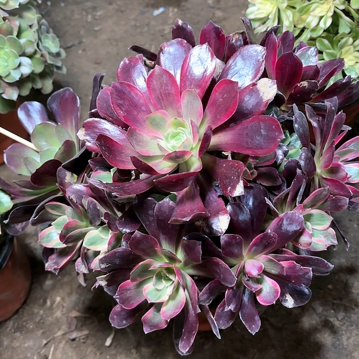 多肉植物赤霞飞29