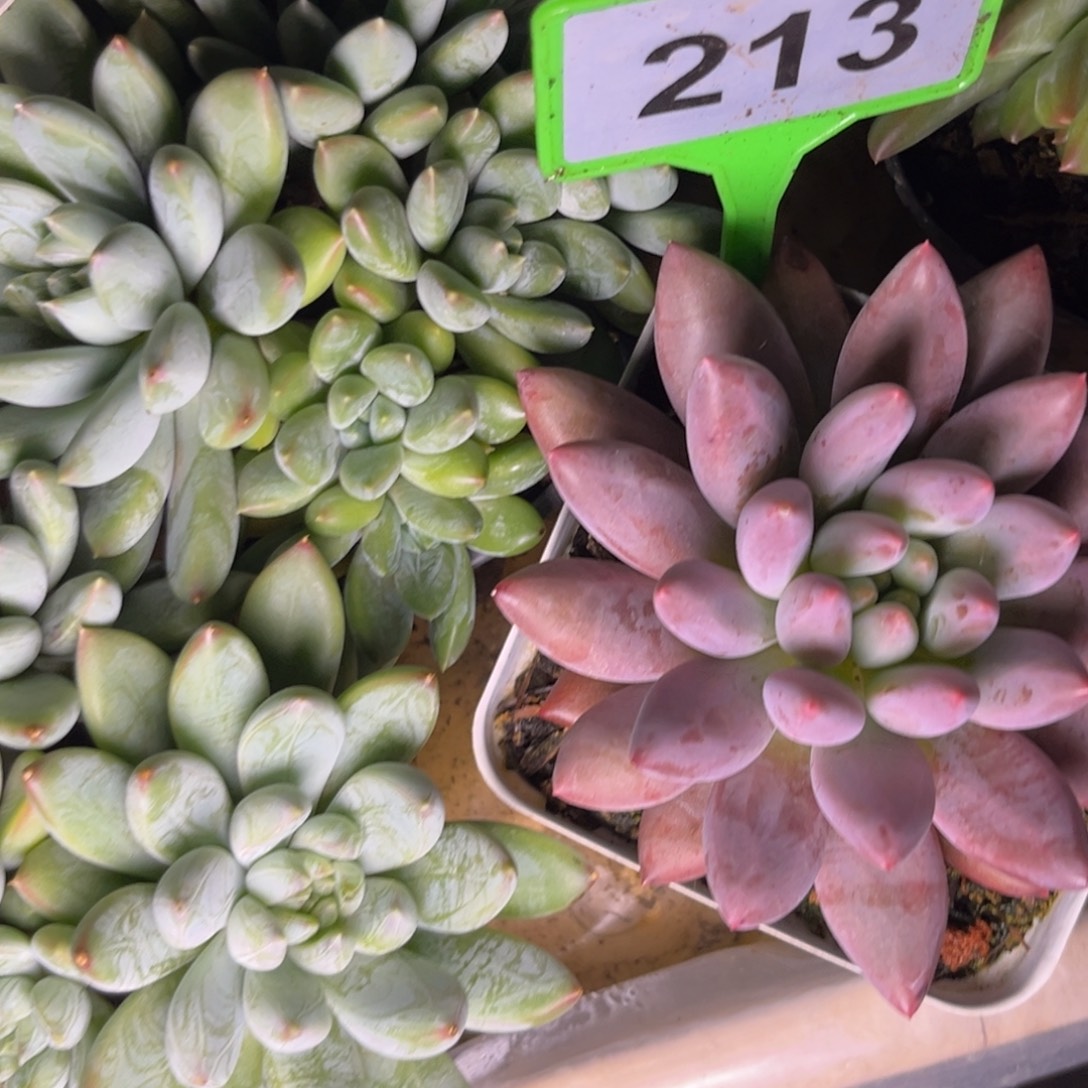 多肉植物二代球球213