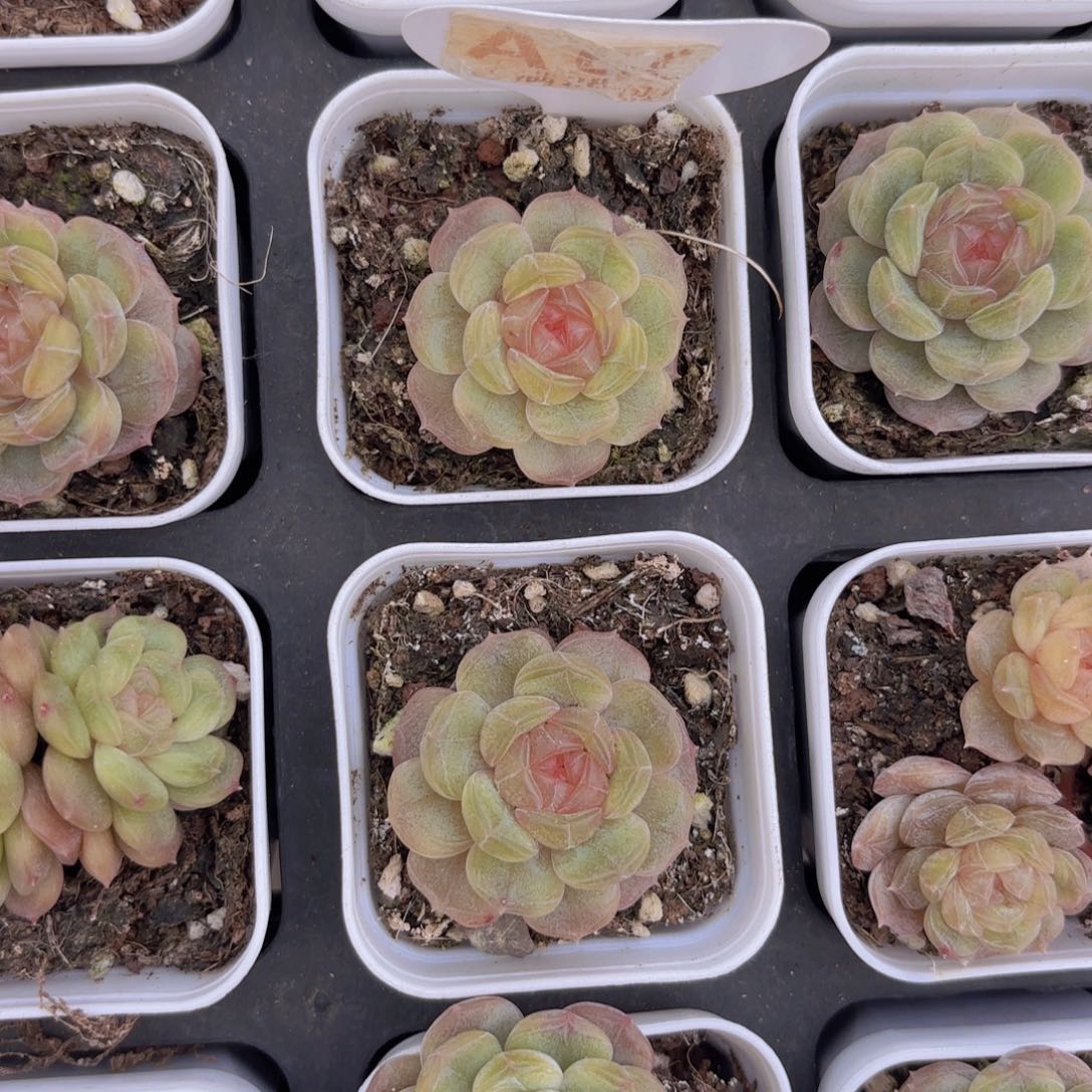 A600红恋一物一拍