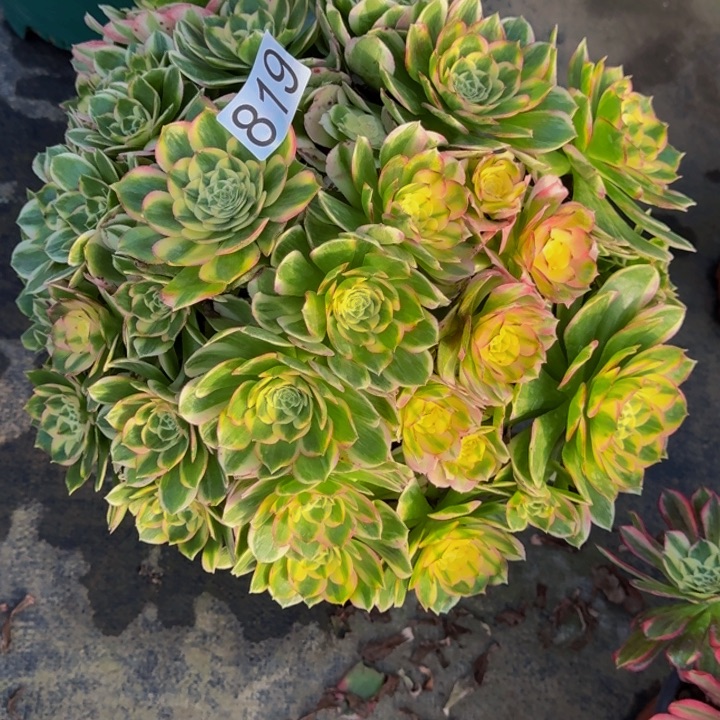 无花朵0000000000819粉王