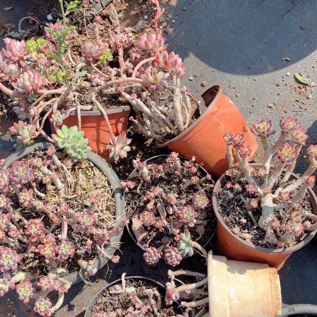 蓝苹果9.9    7克。     