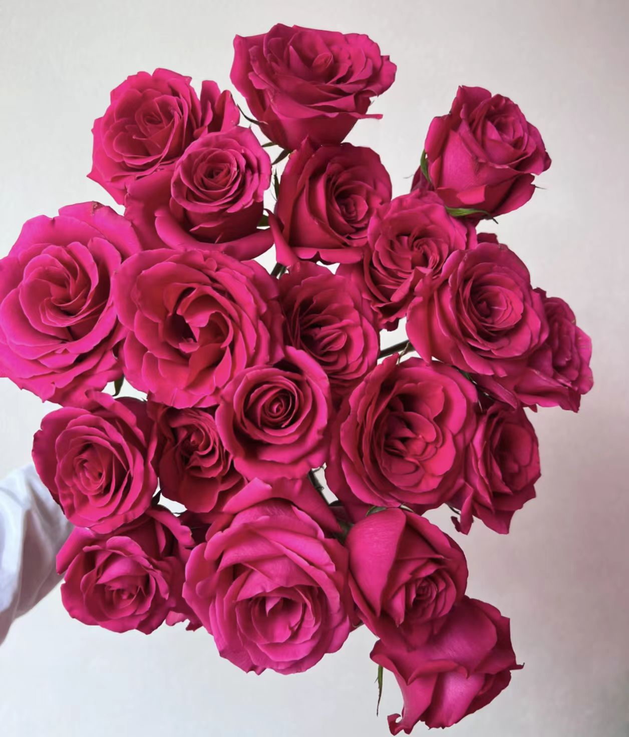 【DH多头弗洛伊德玫瑰】斗南鲜花云南直发玫瑰鲜花两单京东冷链包邮