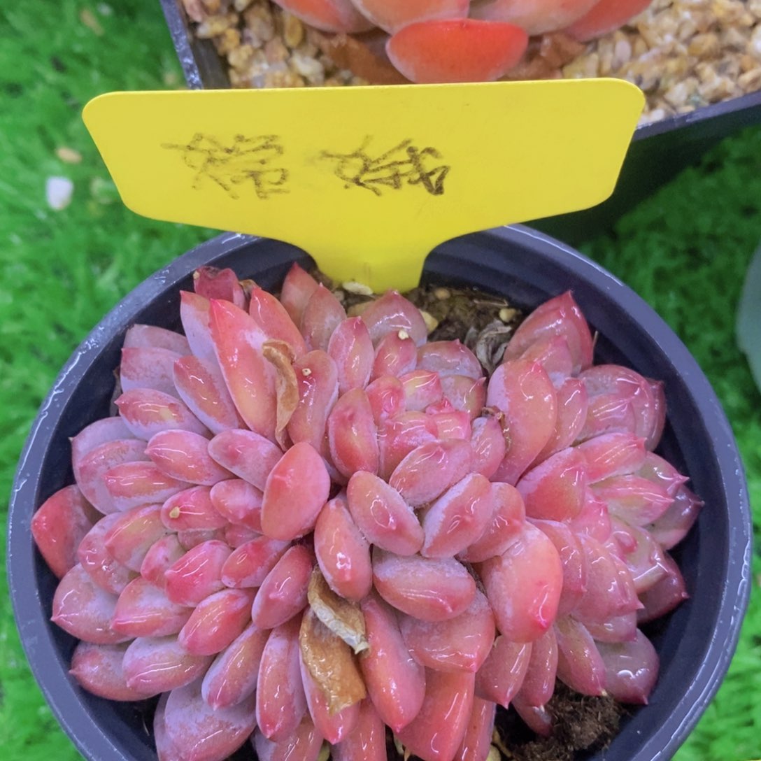 多肉植物，活动专场