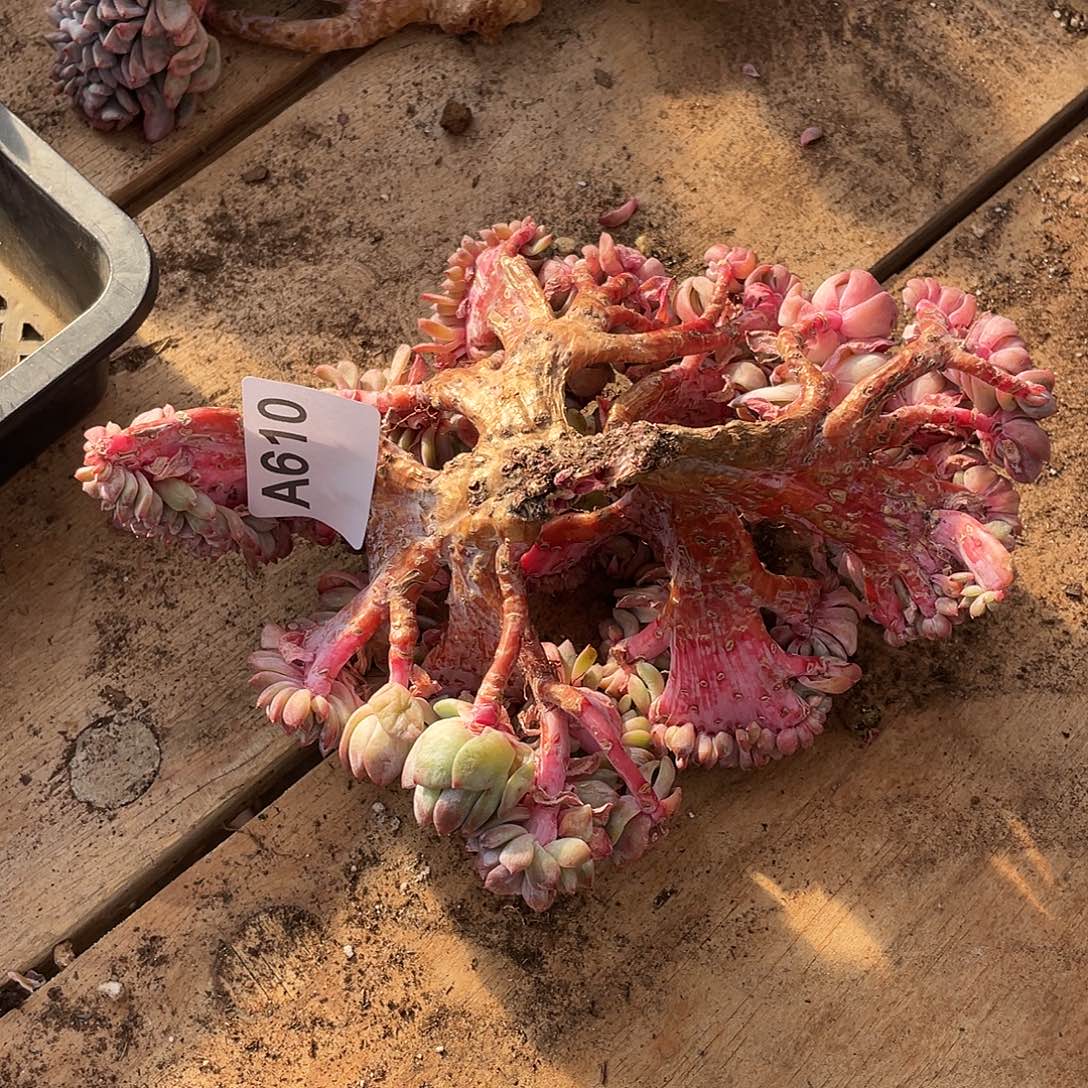 李***@610多肉植物多肉植物