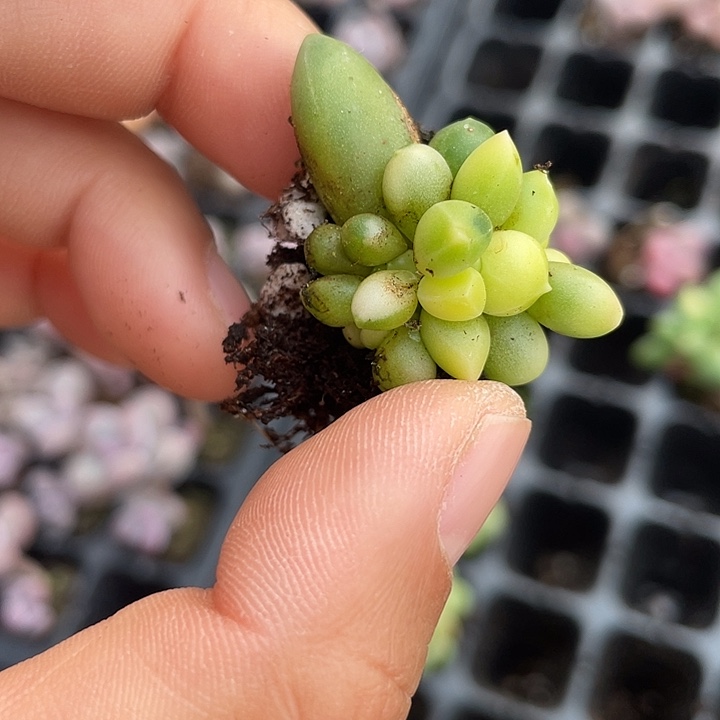 一物一拍满18包邮